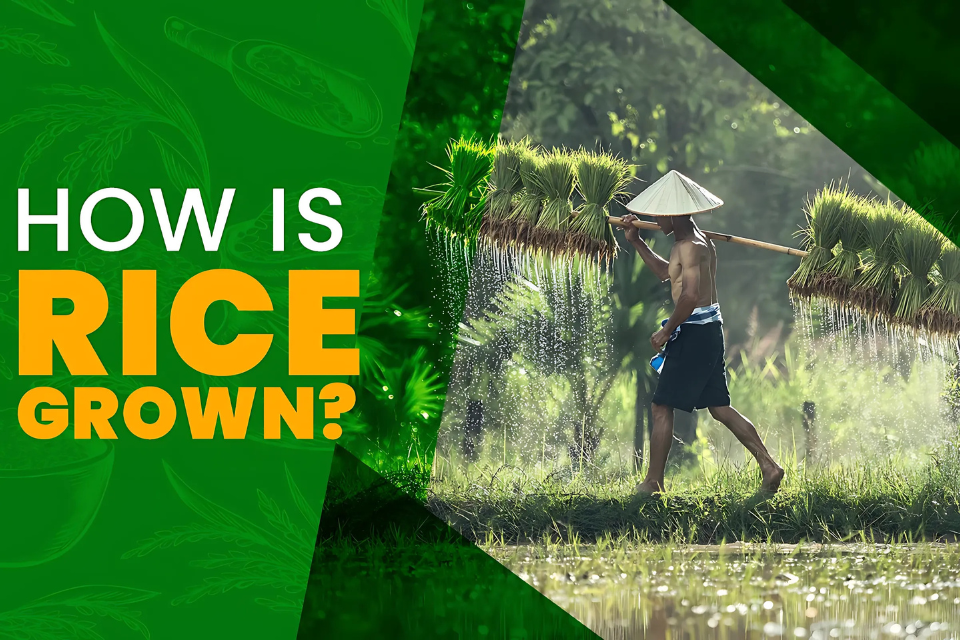 How is Rice Grown? – Vintage Global Pte. Ltd.